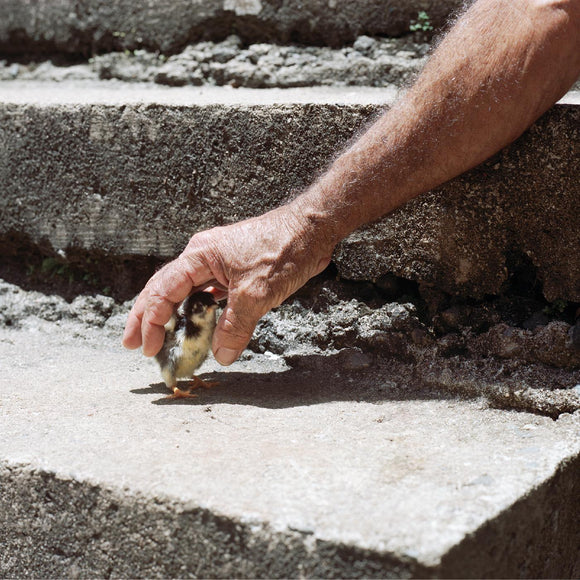 Big Thief Mythological Beauty